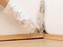 Best Mold Odor Removal Services  in Billings, MT